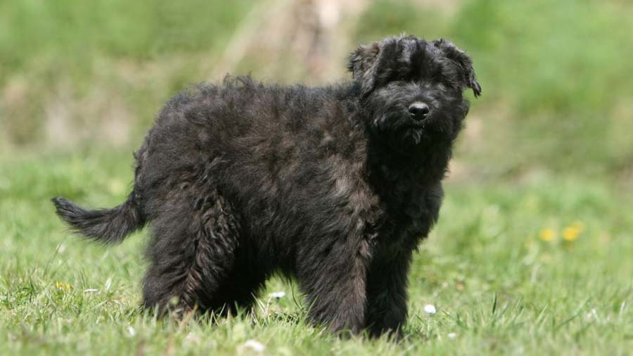 perro bebe Bouvier des Flandres