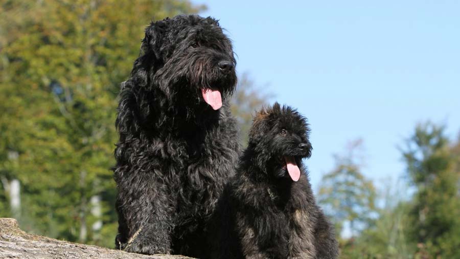 Bouvier des Flandres cachorro