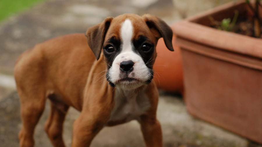 perro bebe Boxer