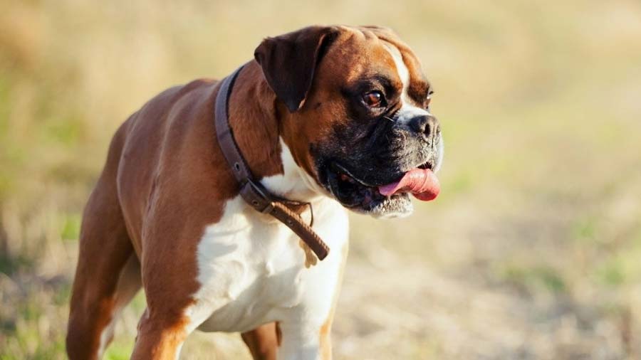 Boxer cachorro