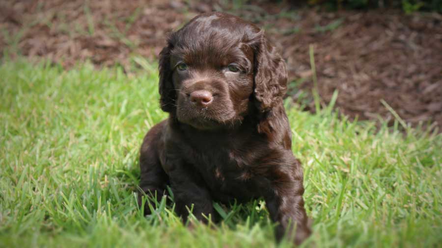 perro bebe Boykin Spaniel