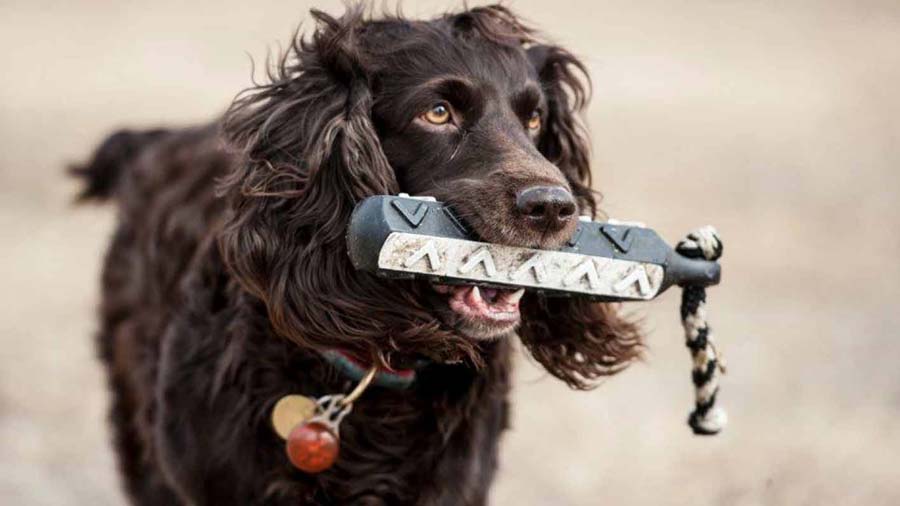 Boykin Spaniel cachorro