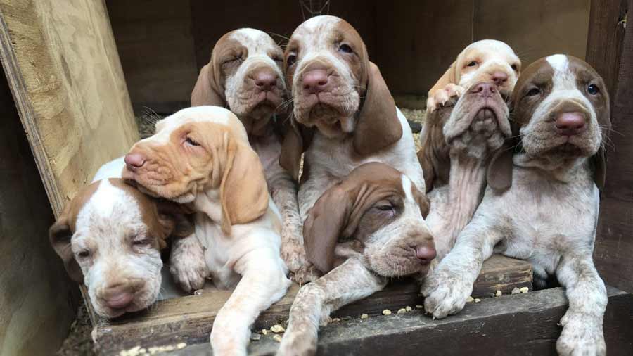 perro bebe Bracco Italiano