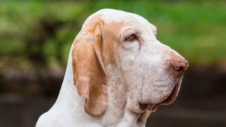 Bracco Italiano cachorro