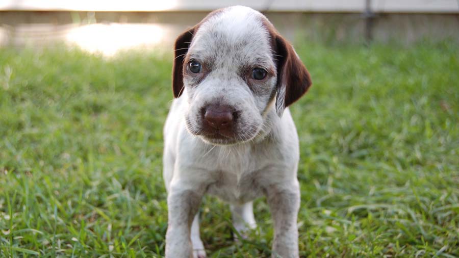 perro bebe Braco de Borbón