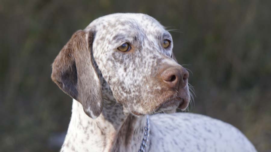 Braco de Borbón cachorro