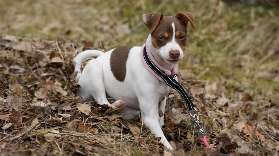 perro bebe Terrier Brasileño