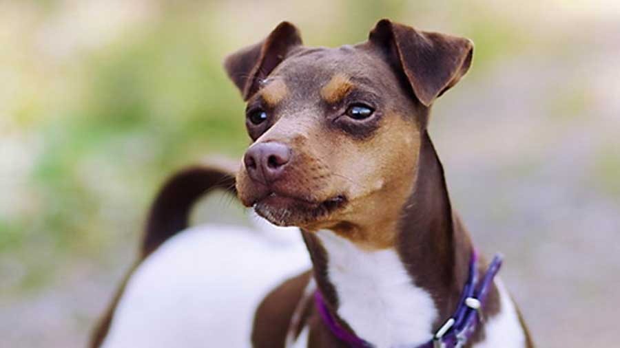 Terrier Brasileño cachorro