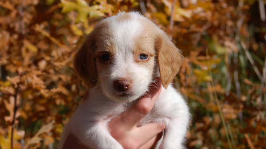 perro bebe Spaniel Bretón