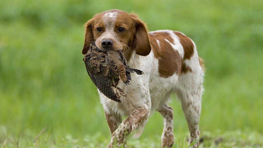 Spaniel Bretón cachorro