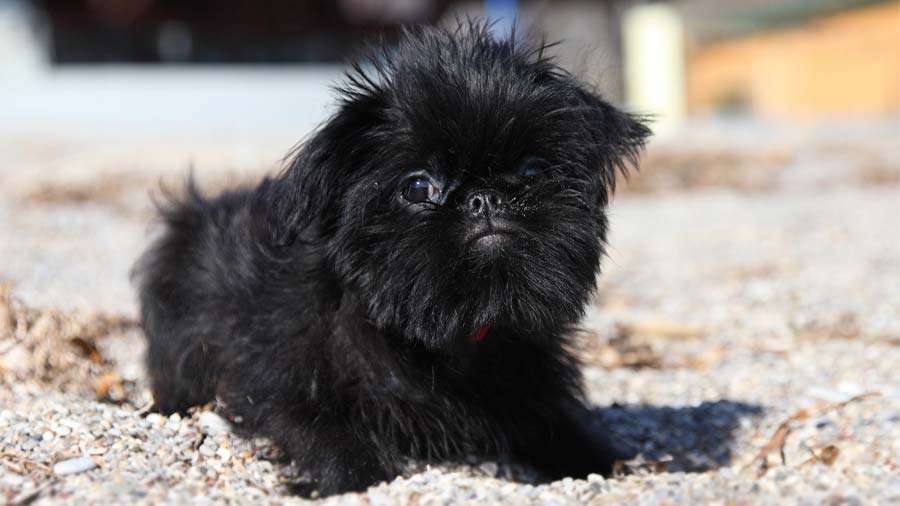 perro bebe Grifón de Bruselas