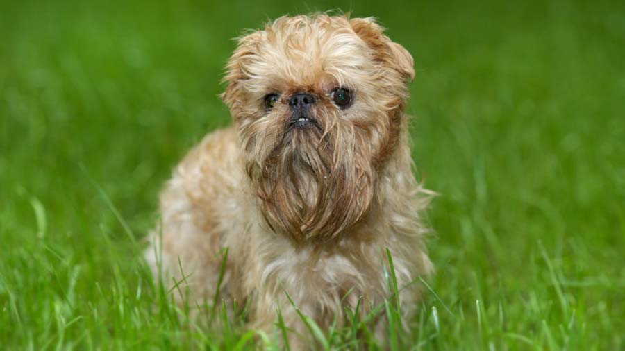 Grifón de Bruselas cachorro