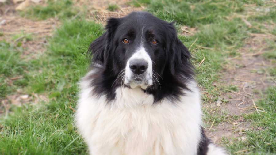 Pastor Búlgaro cachorro