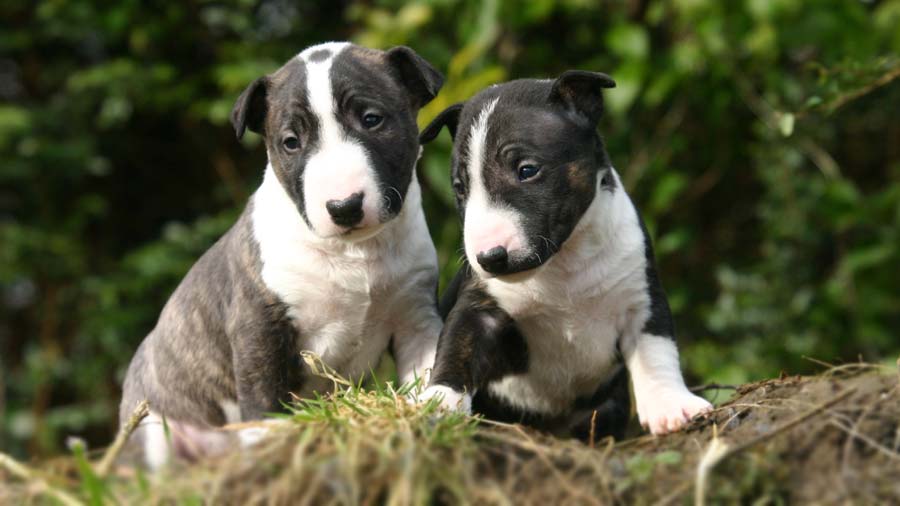 perro bebe Bull Terrier Miniatura