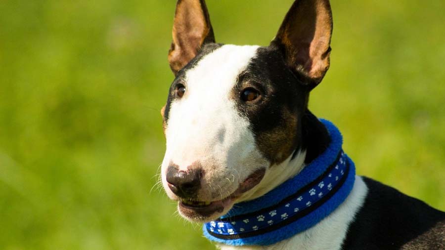 Bull Terrier Miniatura cachorro