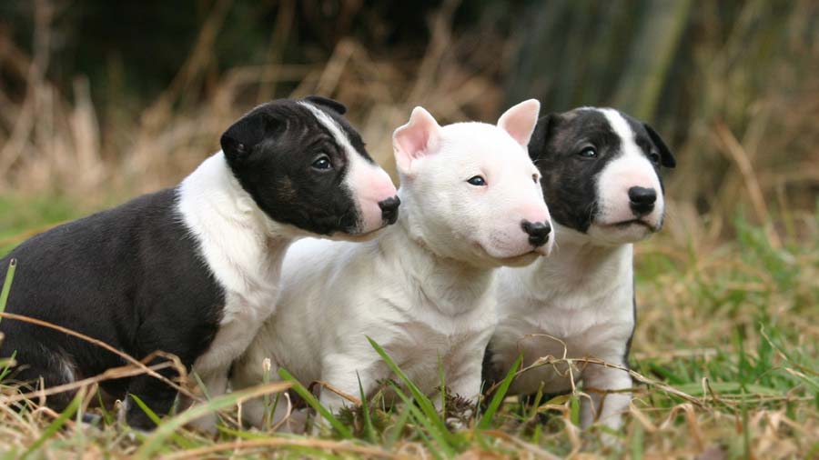 perro bebe Bull Terrier