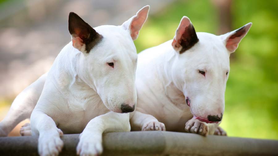 Bull Terrier cachorro