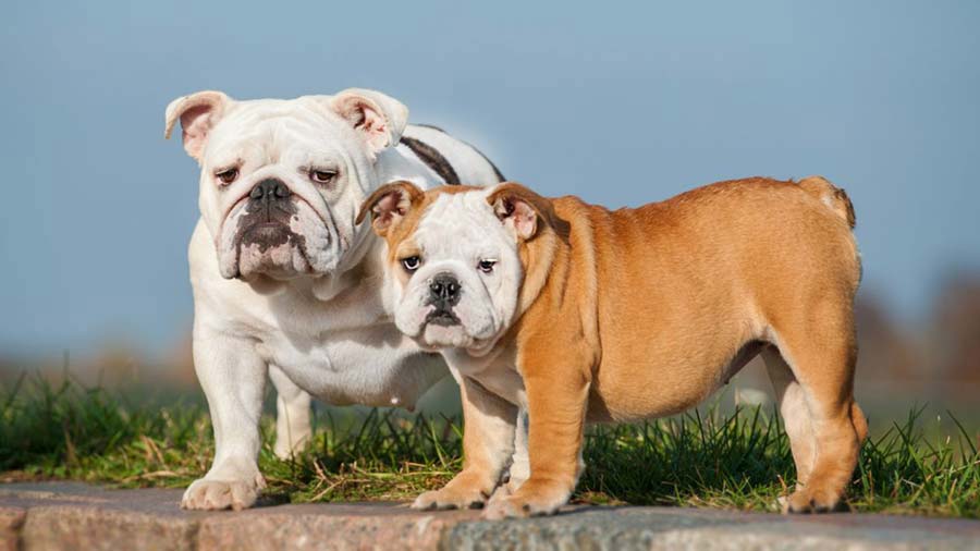 Bulldog cachorro