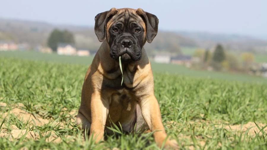 perro bebe Bullmastiff