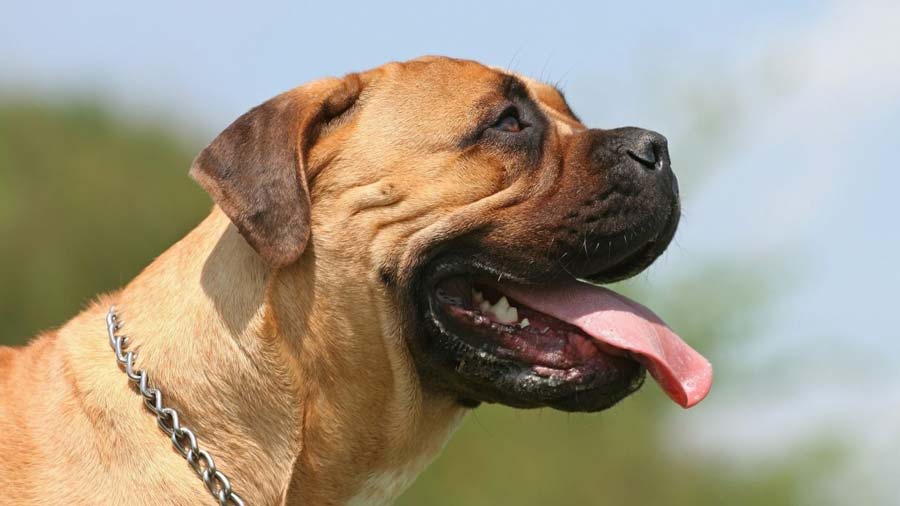 Bullmastiff cachorro