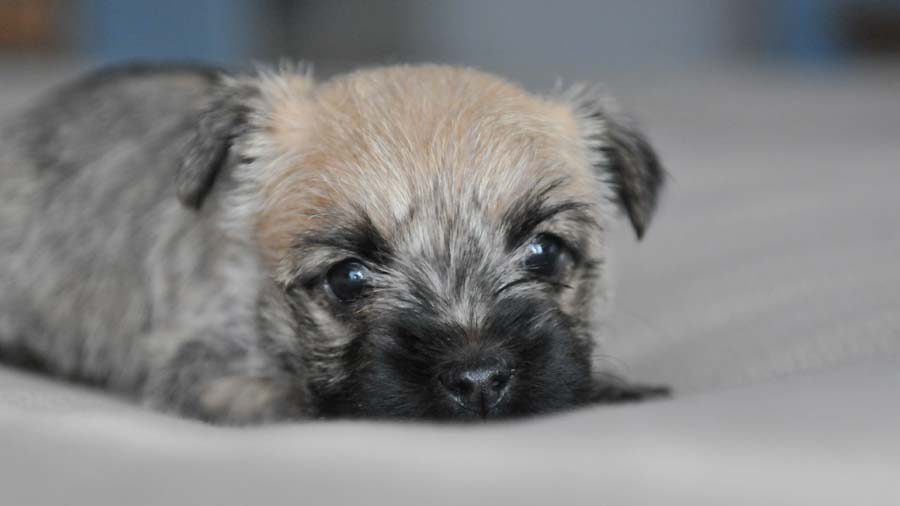 perro bebe Cairn Terrier