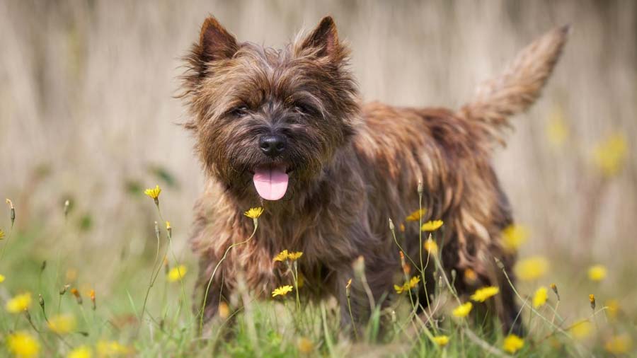 Cairn Terrier cachorro