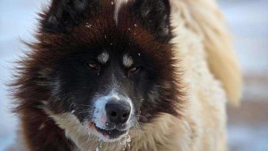 Perro Esquimal Canadiense cachorro