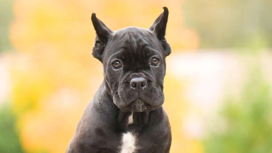 perro bebe Mastín Italiano