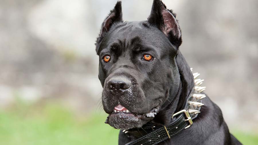 Cane Corso cachorro