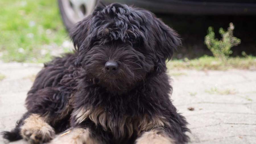 perro bebe Cão da Serra de Aires