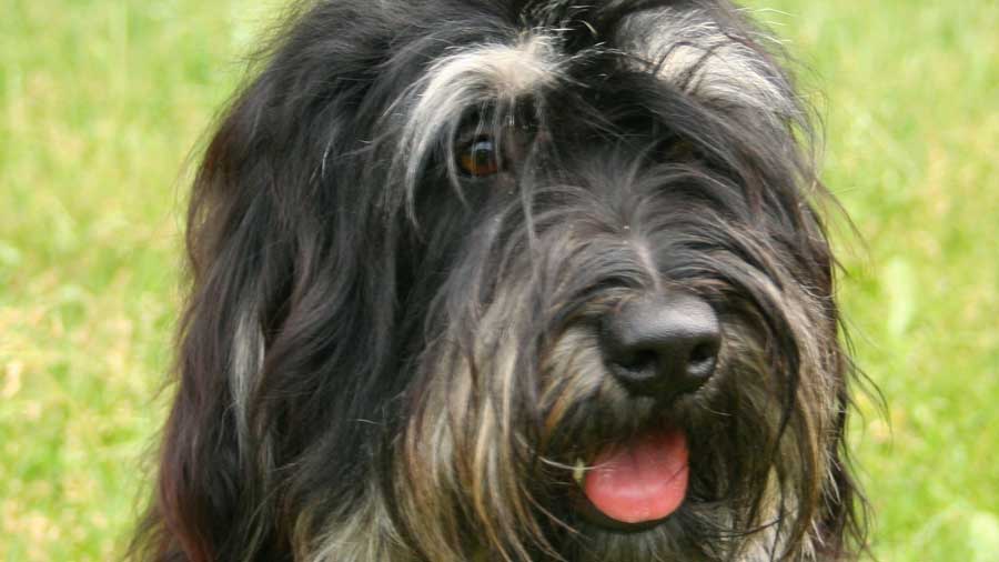 Cão da Serra de Aires cachorro