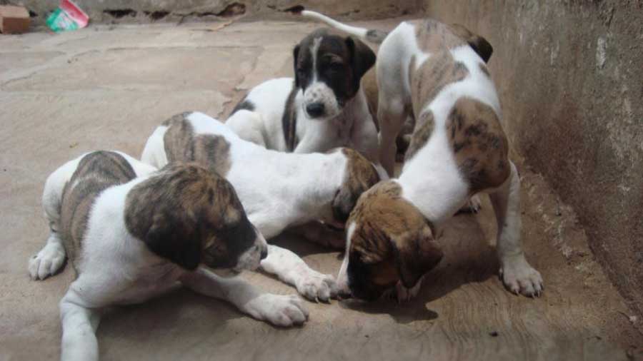 perro bebe Sabueso de Mudhol