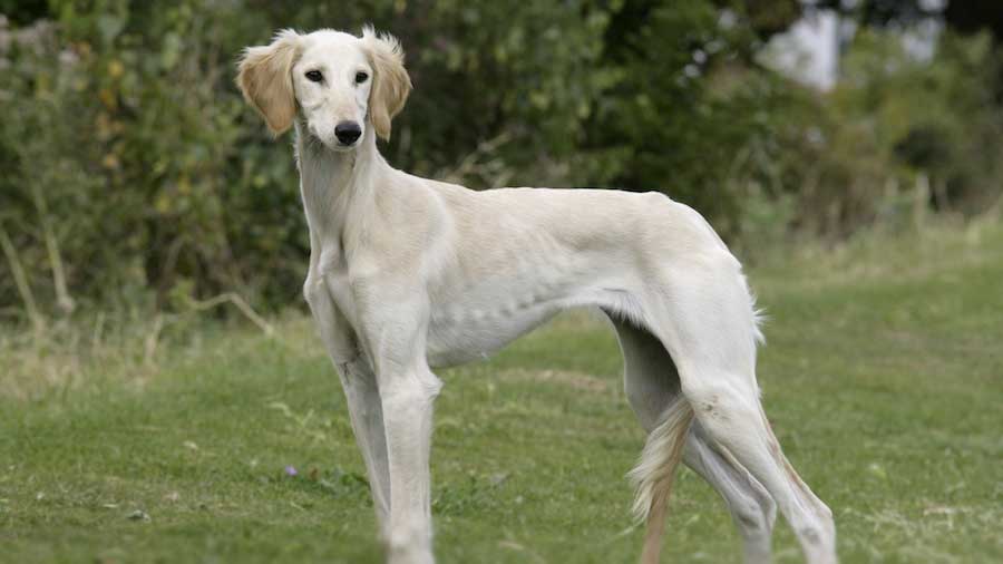 Sabueso de Mudhol cachorro