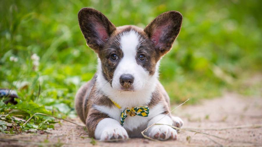 perro bebe Corgi Galés