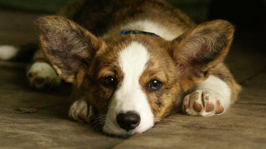 Corgi cachorro