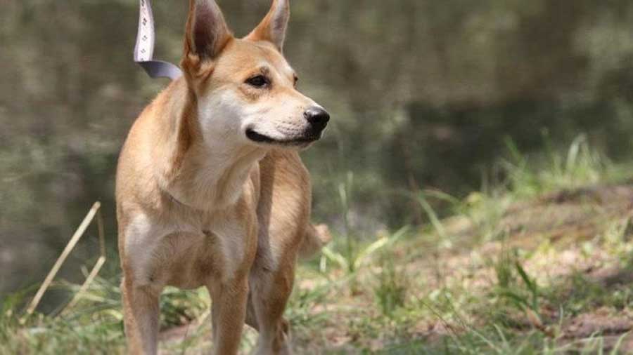 Dingo Americano cachorro