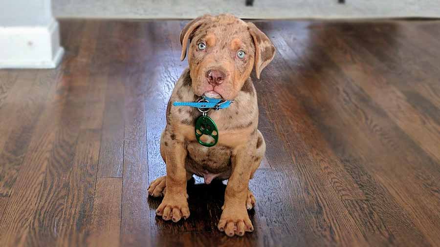 perro bebe Bulldog Catahoula