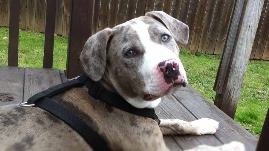 Bulldog Catahoula cachorro