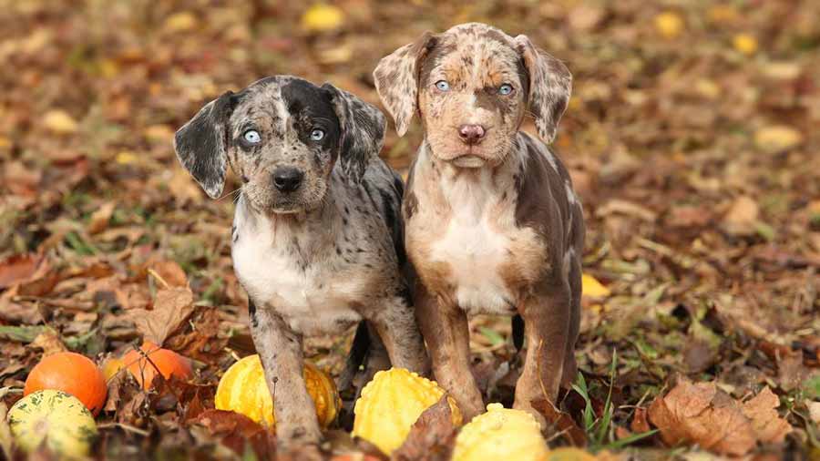 perro bebe Perro Leopardo Catahoula