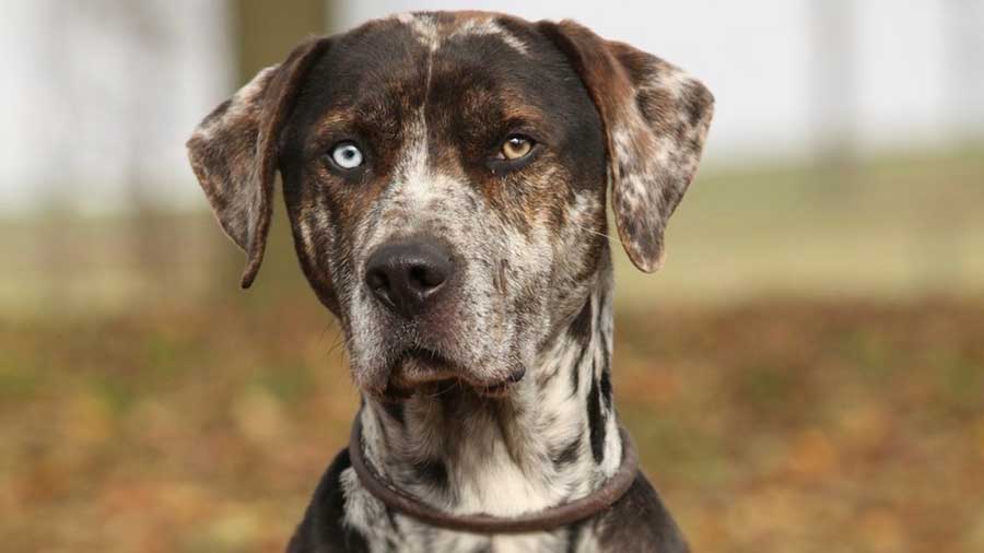 Perro Leopardo Catahoula cachorro