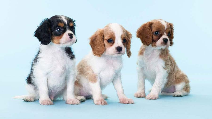 perro bebe Cavalier King Charles Spaniel