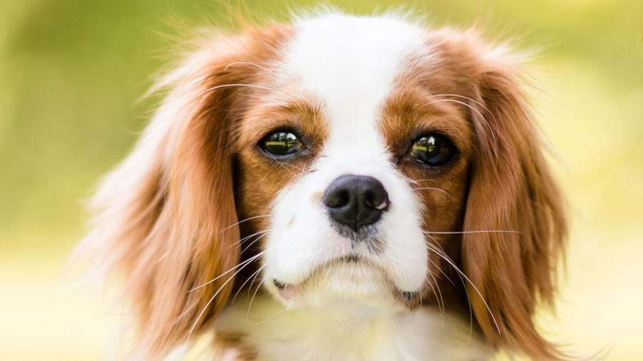 Cavalier King Charles Spaniel cachorro