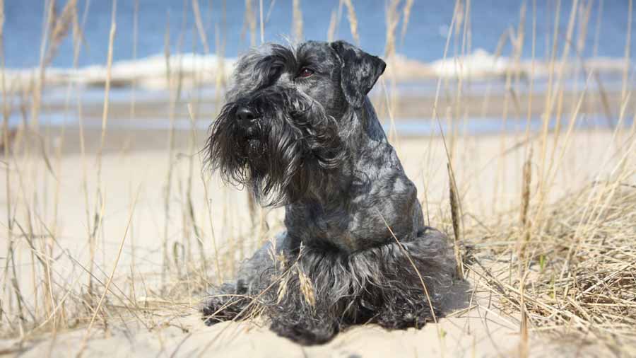 Terrier Checo cachorro