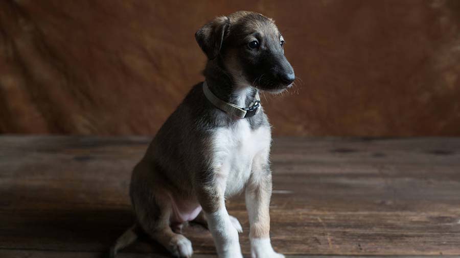 perro bebe Lebrel Polaco