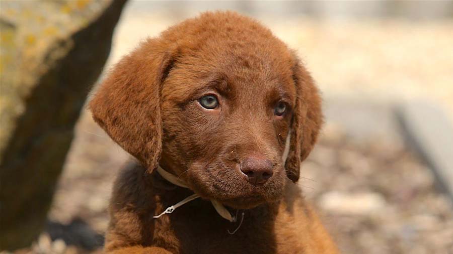 perro bebe Retriever de Chesapeake