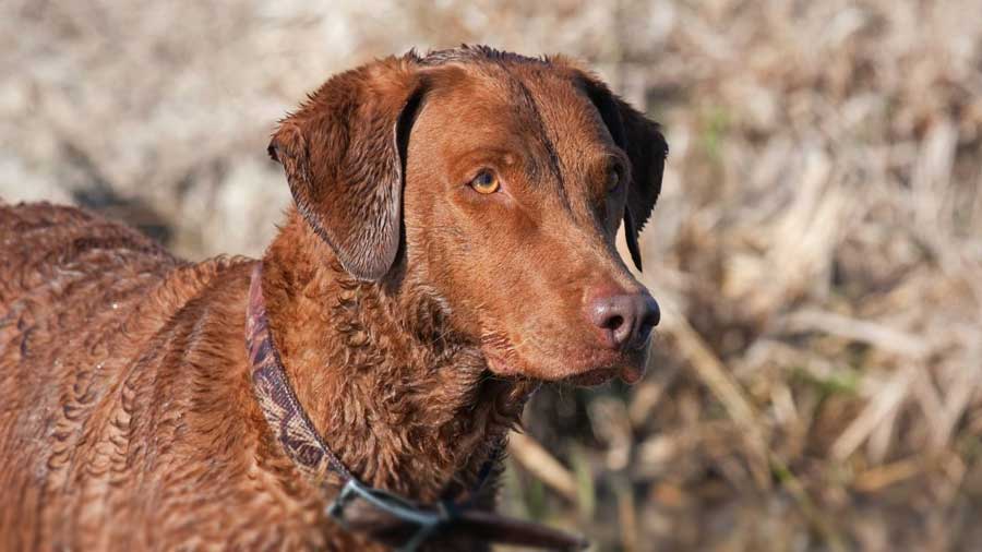 Retriever de Chesapeake cachorro