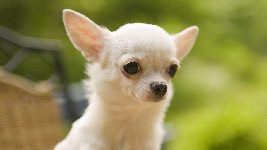Chihuahua cachorro