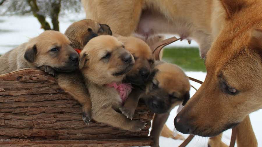 perro bebe Chinook