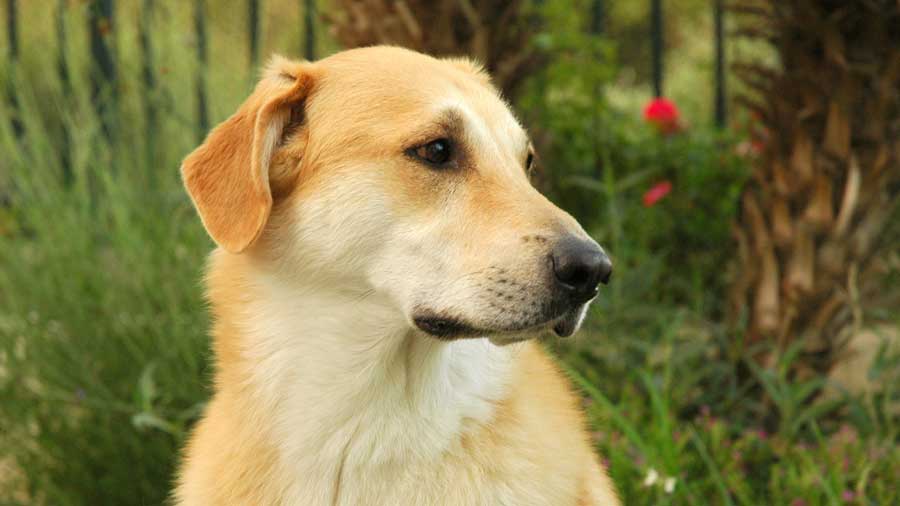 Chinook cachorro