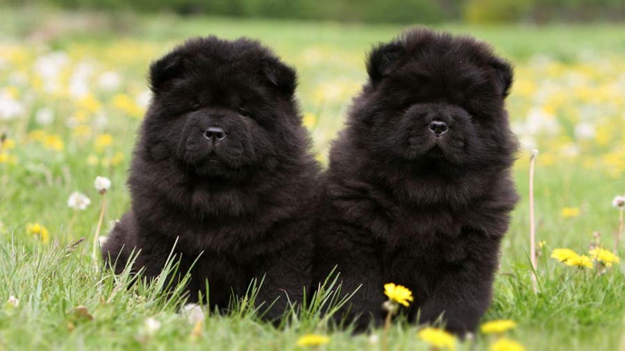 perro bebe Chow Chow